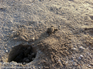 Sea Turtles of Florida - 1AdventureTraveler | Right there in front of my eyes, was this amazing little sea turtle which are one of my favorites. See how I witnessed the flight of these Sea Turtles from their nest | Florida | turtles | Florida | Travel | Florida Travel | conservation | nature |