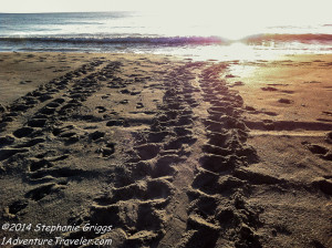 Sea Turtles of Florida - 1AdventureTraveler | Right there in front of my eyes, was this amazing little sea turtle which are one of my favorites. See how I witnessed the flight of these Sea Turtles from their nest | Florida | turtles | Florida | Travel | Florida Travel | conservation | nature |