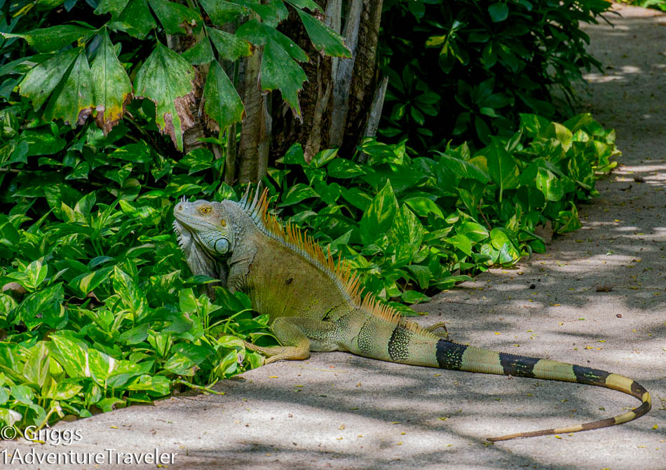 Hello Costa Rica with 1AdventureTraveler