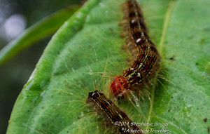 Villa Blanca insects on the walking tour.