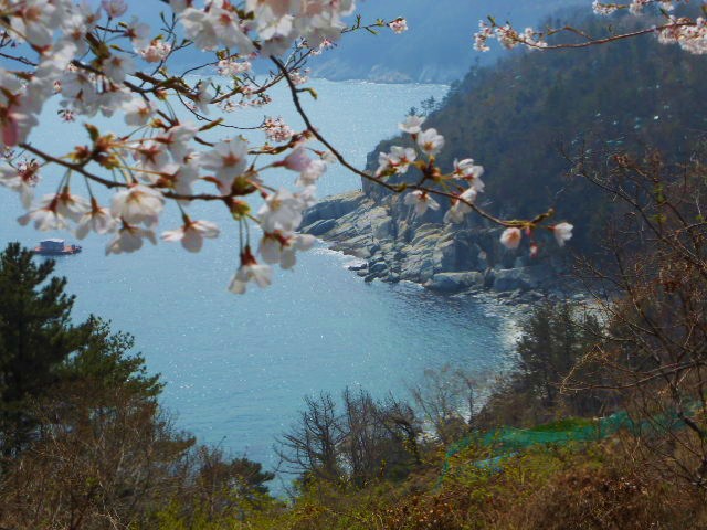 Korea Spring Flower Festivals