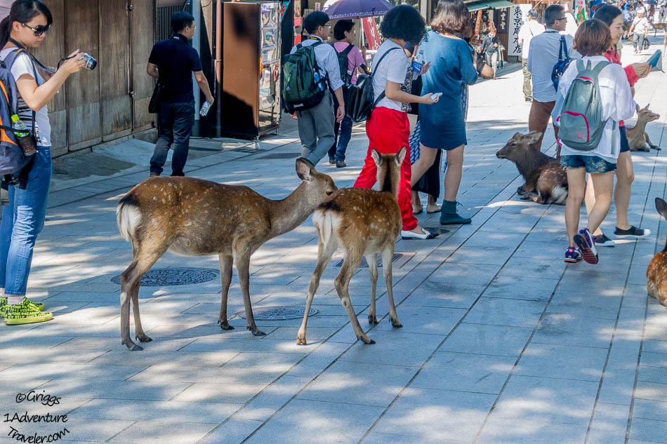 A Welcome to Nara for the First Time with 1AdventureTraveler
