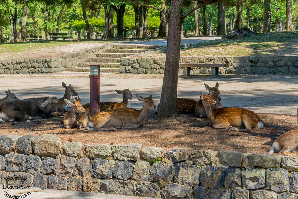 A Welcome to Nara for the First Time with 1AdventureTraveler