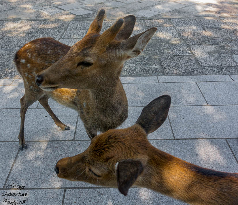 A Welcome to Nara for the First Time with 1AdventureTraveler