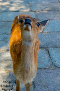 A Welcome to Nara for the First Time with 1AdventureTraveler