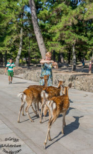 A Welcome to Nara for the First Time with 1AdventureTraveler