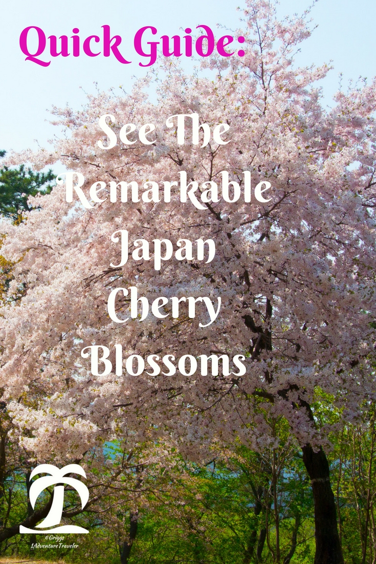 Quick Guide: See The Remarkable Japan Cherry Blossoms - 1AdventureTraveler | Spring is coming and the Japan Cherry Blossom Blooms will be happening. Here is your Quick Guide to help you through this magnificent blooming!