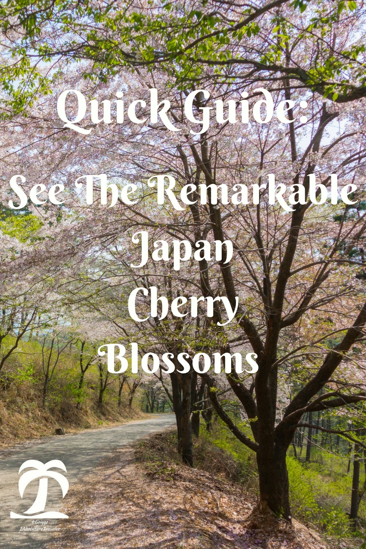 Quick Guide: See The Remarkable Japan Cherry Blossoms - 1AdventureTraveler