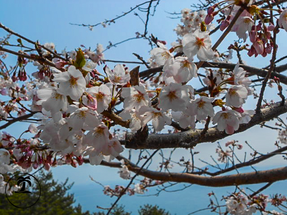 Quick Guide: See The Remarkable Japan Cherry Blossoms - 1AdventureTraveler