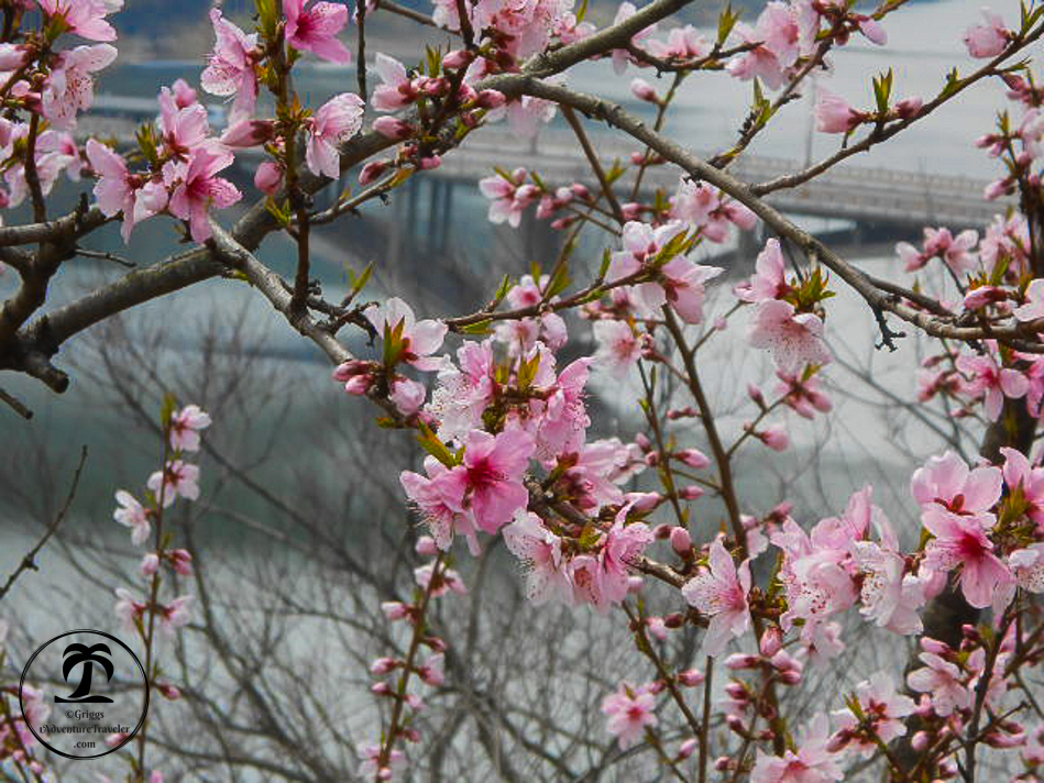 Quick Guide: See The Remarkable Japan Cherry Blossoms - 1AdventureTraveler