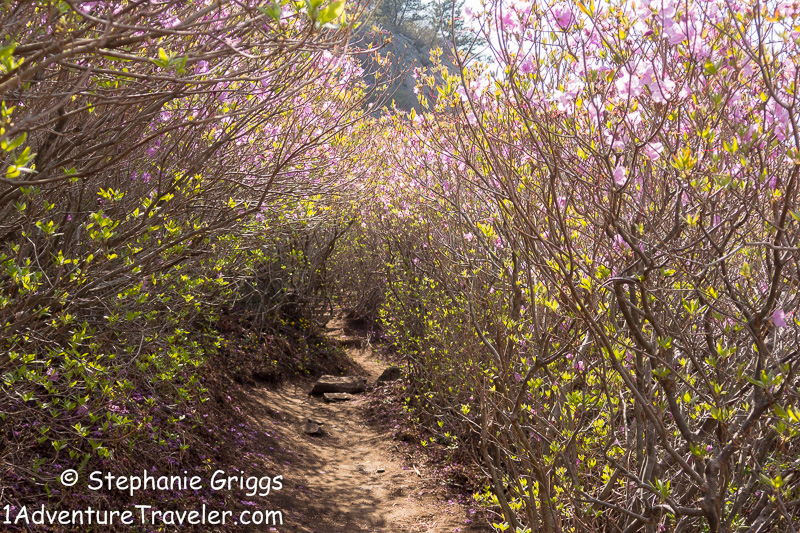 My Adventure to Mt. Daegeumsan for the Ultimate Photo Shot...Geoje Island - 1AdventureTraveler