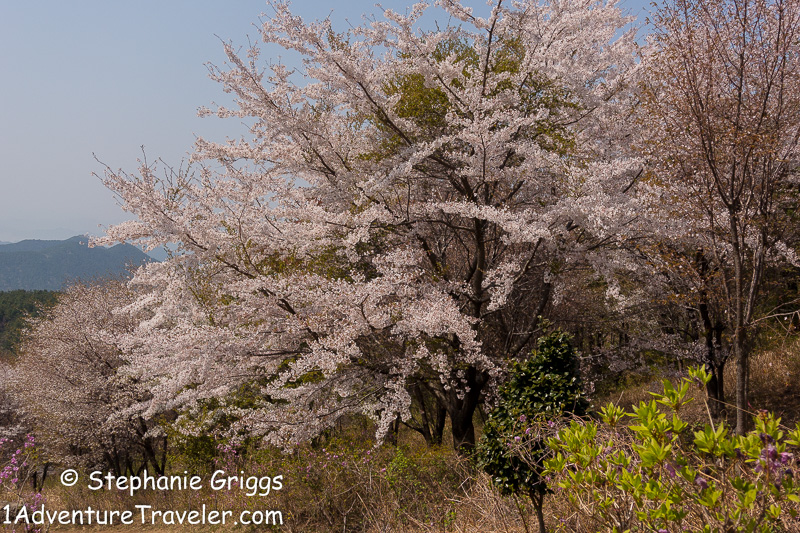 My Adventure to Mt. Daegeumsan for the Ultimate Photo Shot...Geoje Island