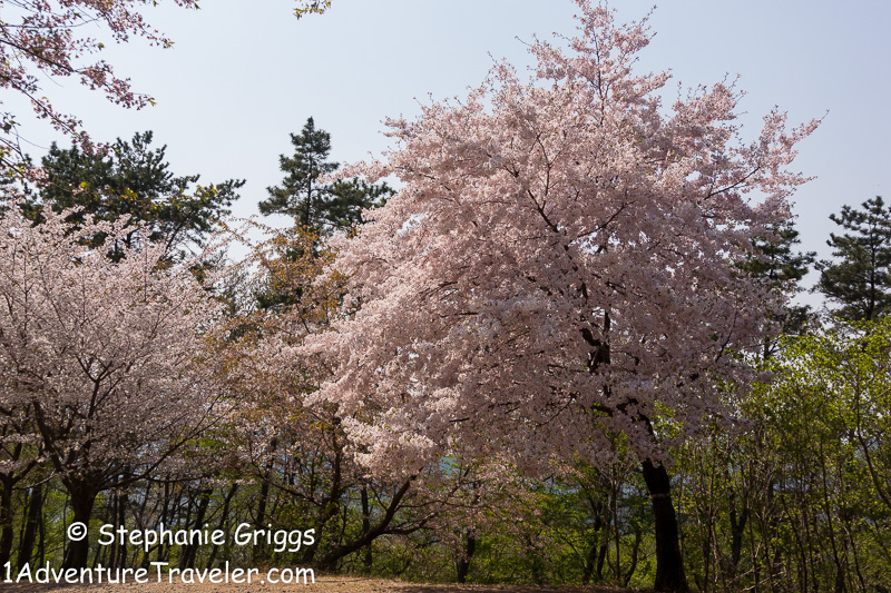 My Adventure to Mt. Daegeumsan for the Ultimate Photo Shot...Geoje Island - 1AdventureTraveler