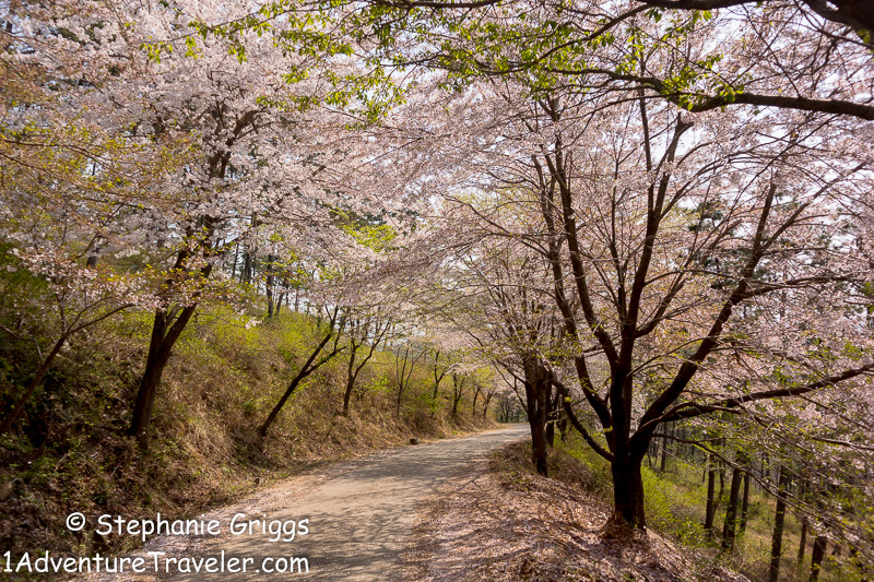 My Adventure to Mt. Daegeumsan for the Ultimate Photo Shot...Geoje Island