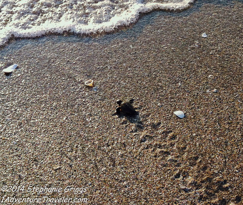 Sea Turtles of Florida