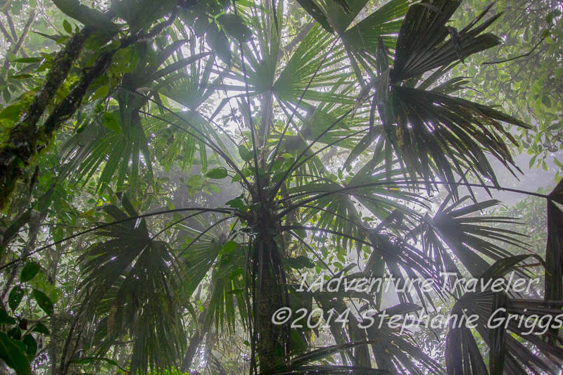 Cloud Forest of San Ramon