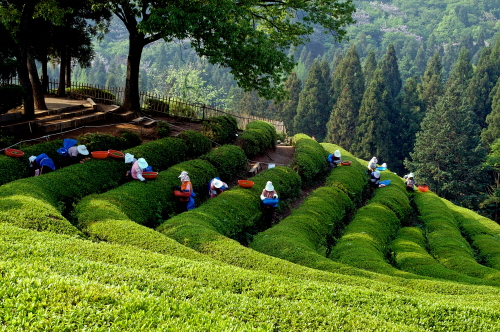 Boseong Green Tea Plantation