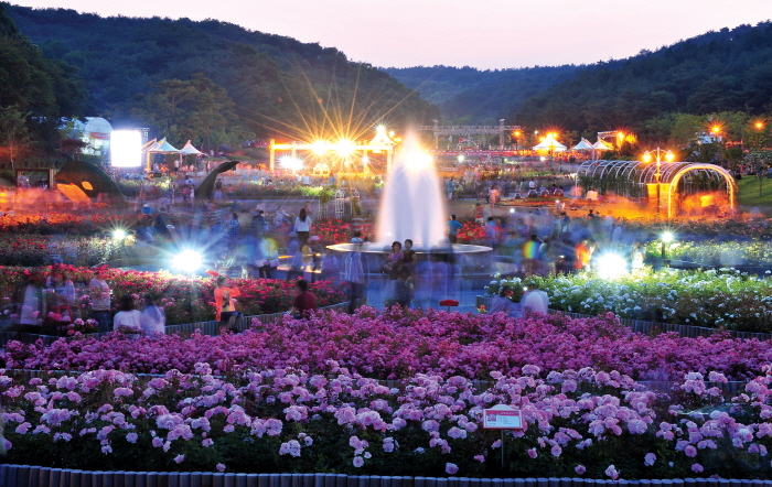 Largest Rose Festival Ulsan