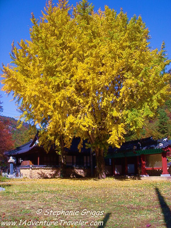 The Impact of Fall at Mt Maisan with 1AdventureTraveler | South Korea | 