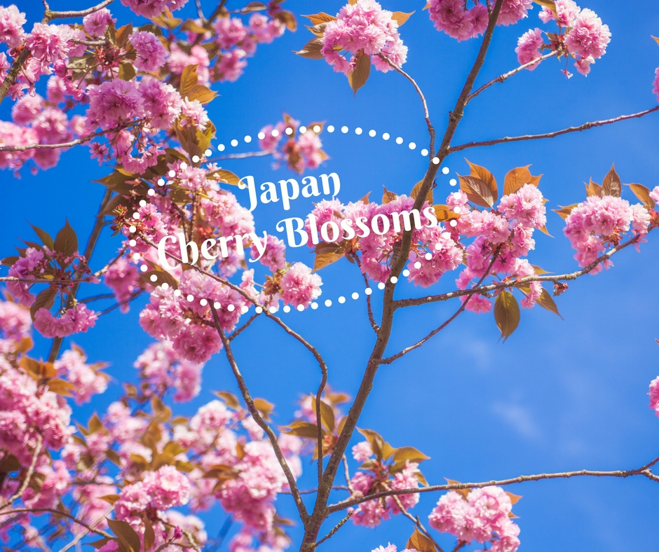 Insane Japan Cherry Blossoms That Will Change Your Life