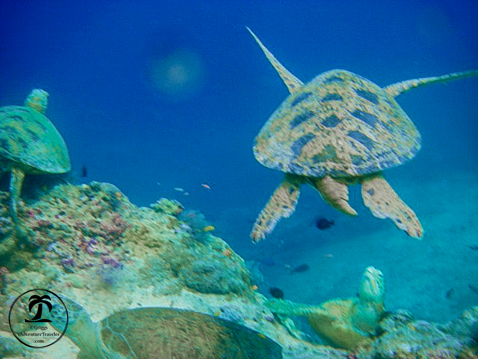 Fearless at the Beautiful Sipadan-Kapalai Dive Resort with 1AdventureTraveler | Sipadan, Malaysia