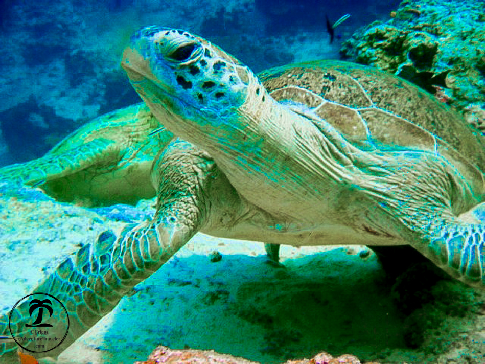 Fearless at the Beautiful Sipadan-Kapalai Dive Resort with 1AdventureTraveler | Sipadan, Malaysia