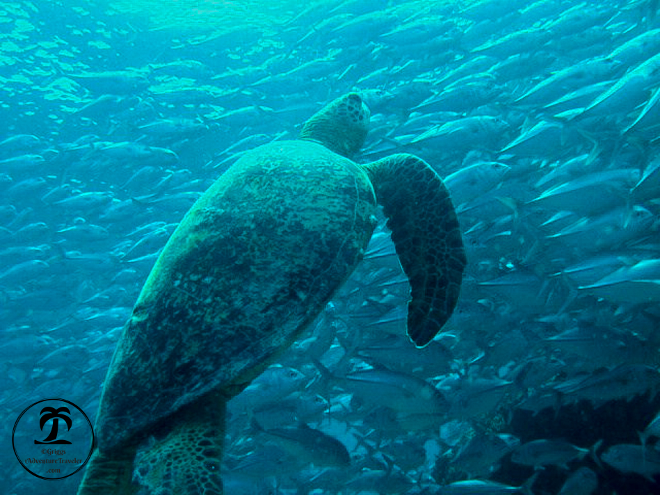 Fearless at the Beautiful Sipadan-Kapalai Dive Resort with 1AdventureTraveler | Sipadan, Malaysia