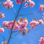 Kyoto Cherry Blossom in Japan