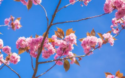 Kyoto Cherry Blossom in Japan