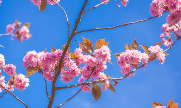 Kyoto Cherry Blossom in Japan