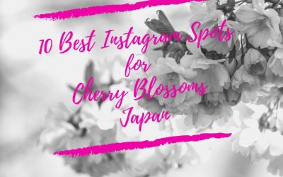 10 Best Instagram Spots for Cherry Blossoms Japan