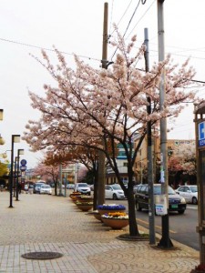 korean spring flowers        