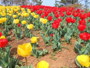 korean spring flowers             