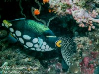 wakatobi-6   