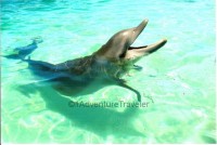 Dolphin Roatan Honduras