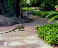 Travel To The Amazing Capitan Suizo - 1AdventureTraveler | My cheap flight to Costa Rica and a visit to Tamarindo to the Capitan Suizo Boutique Hotel | Costa Rica |Tamarindo | Beach | Ocean | Surf | Travel |